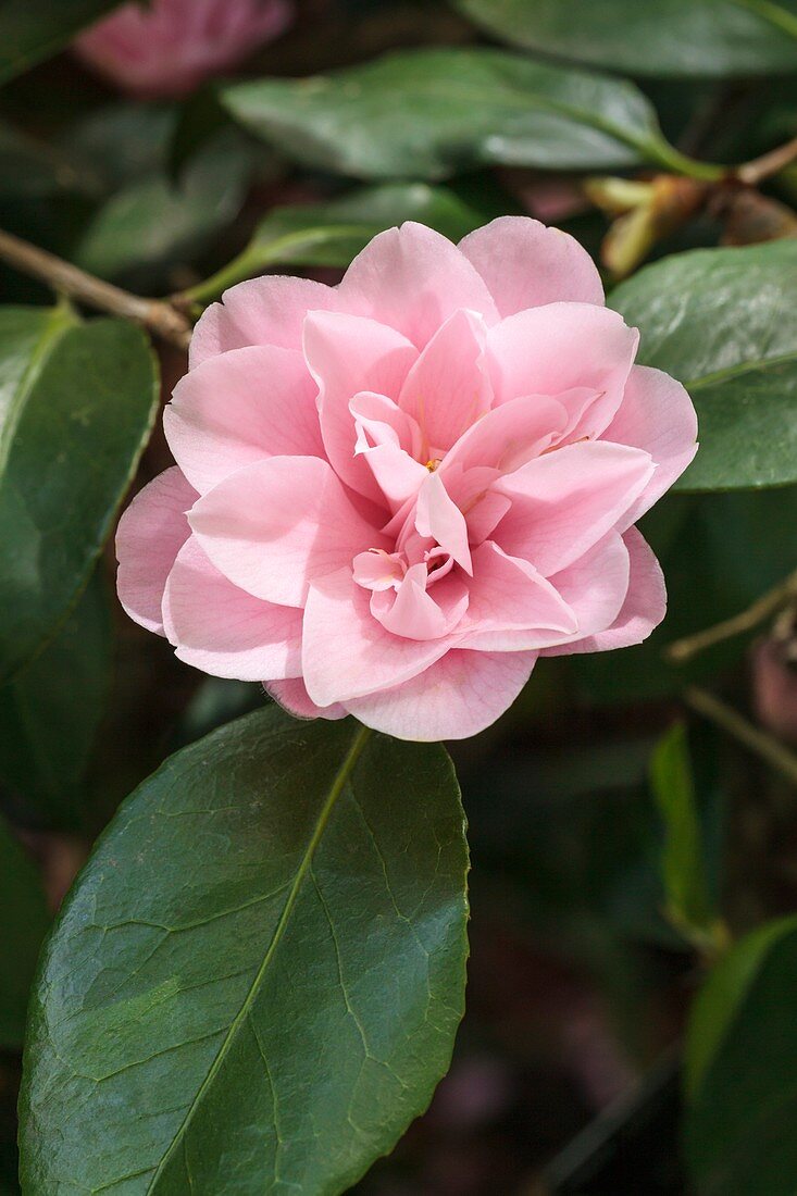 Camellia sasanqua 'Peach Blossom'
