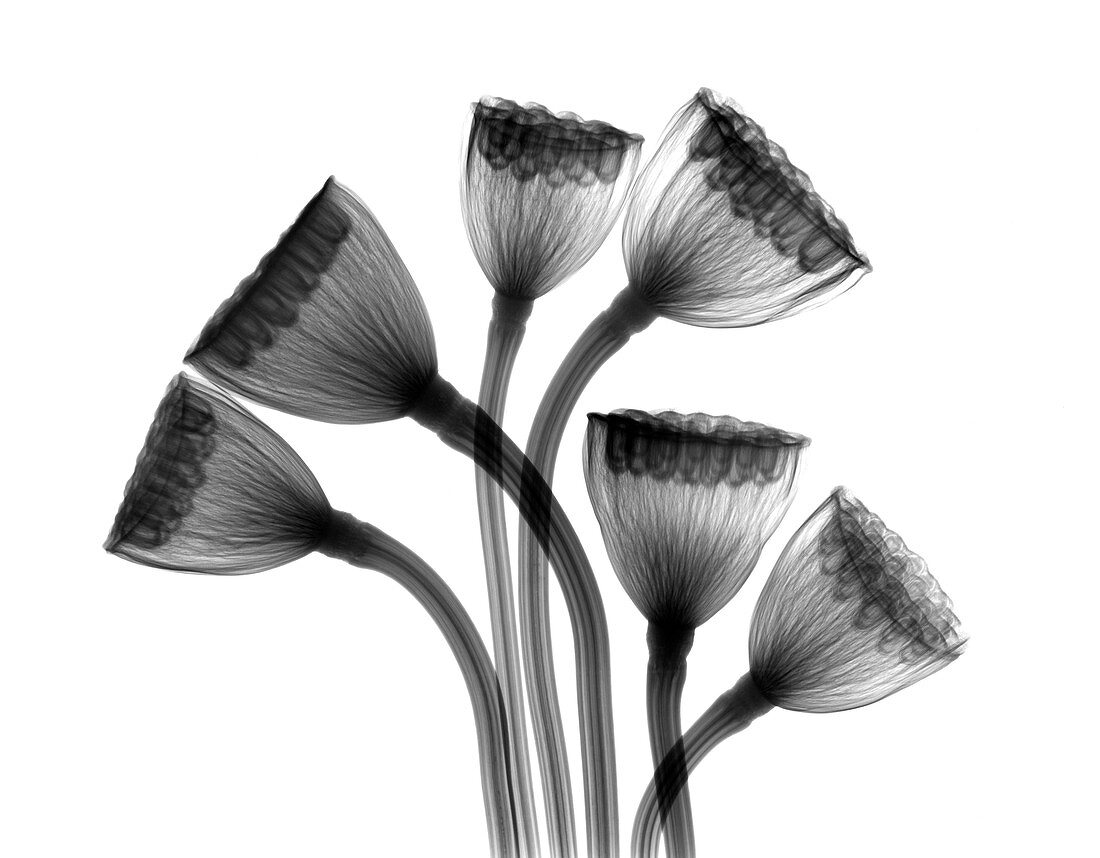 Lotus seedheads,X-ray
