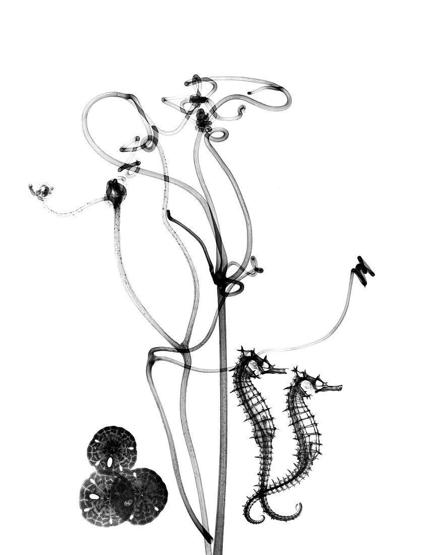 Plant tendrils and seahorses,X-ray