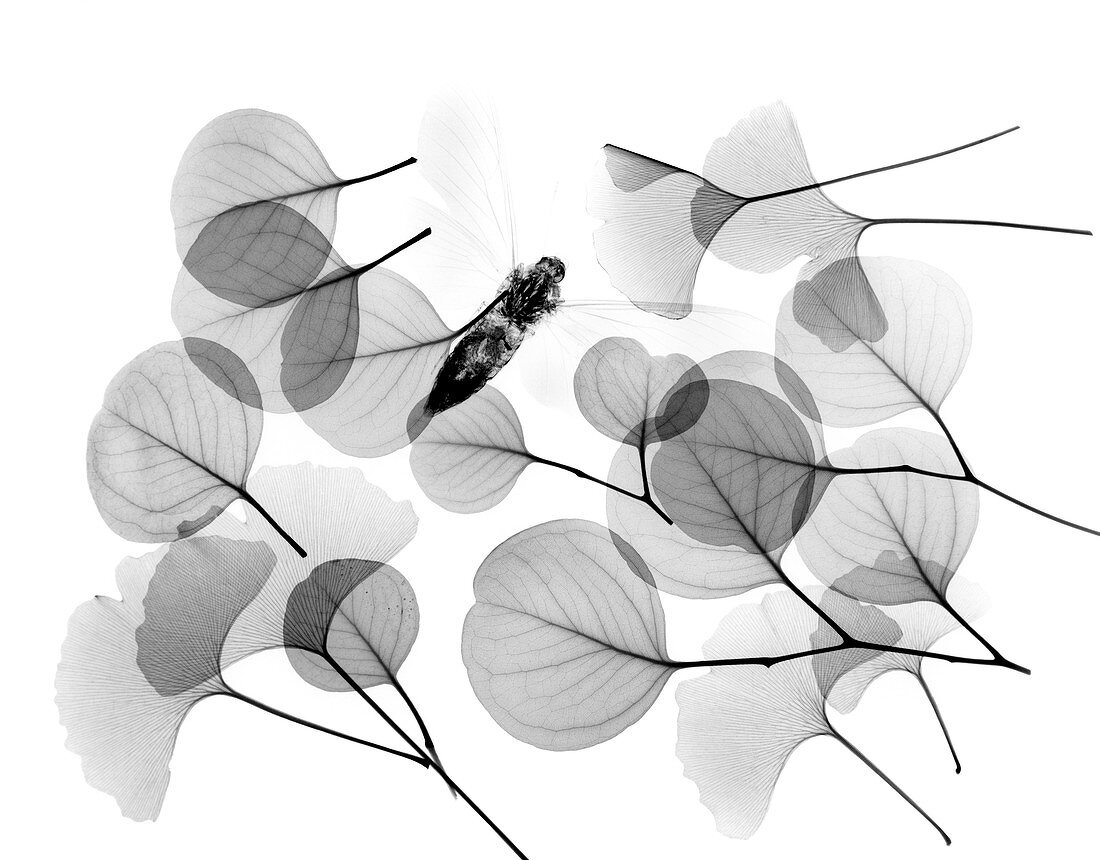 Insect and plant leaves,X-ray