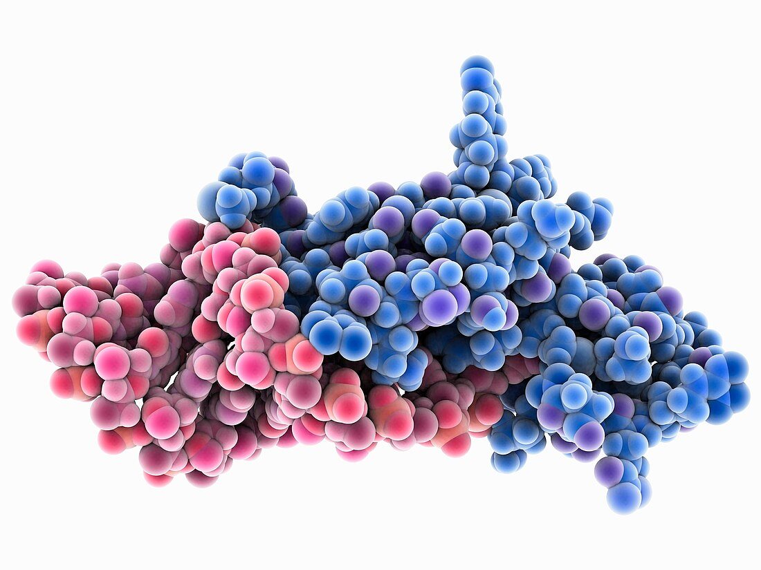 HIV nucleocapsid protein molecule