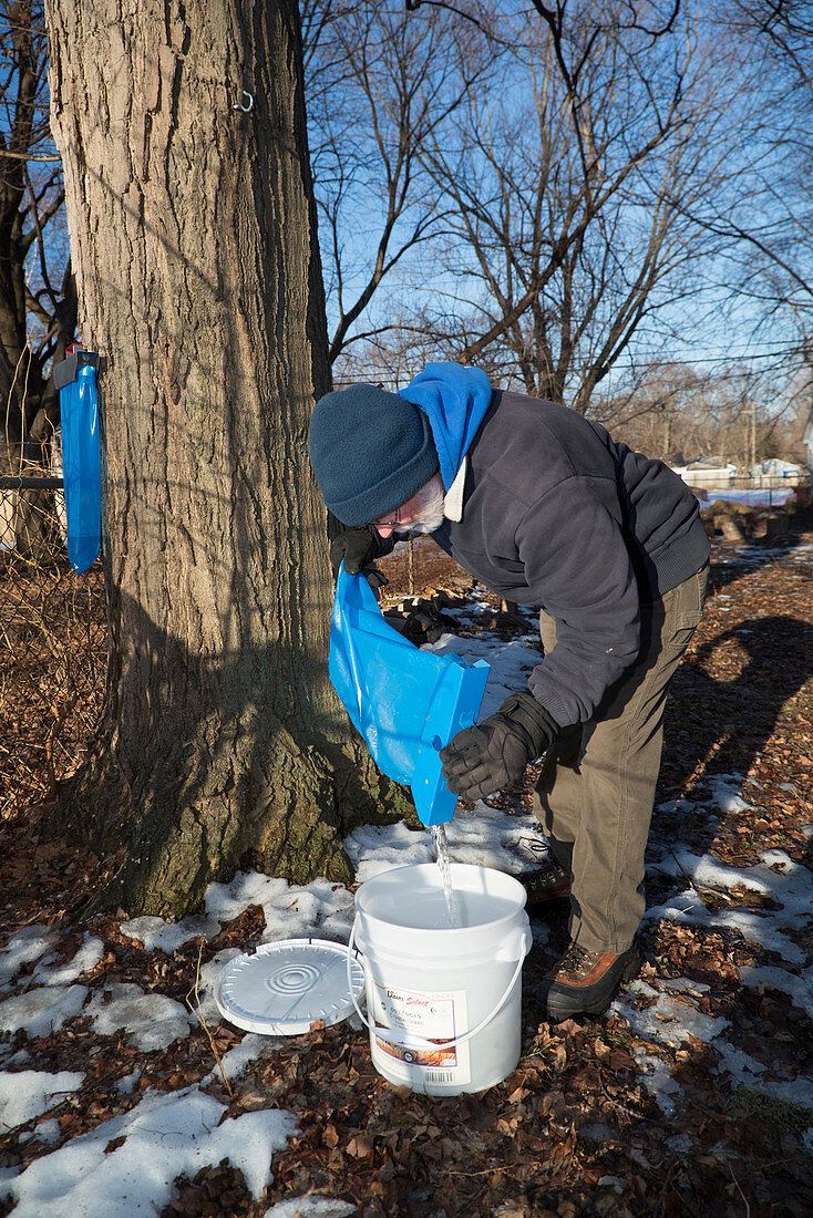 Maple syrup production