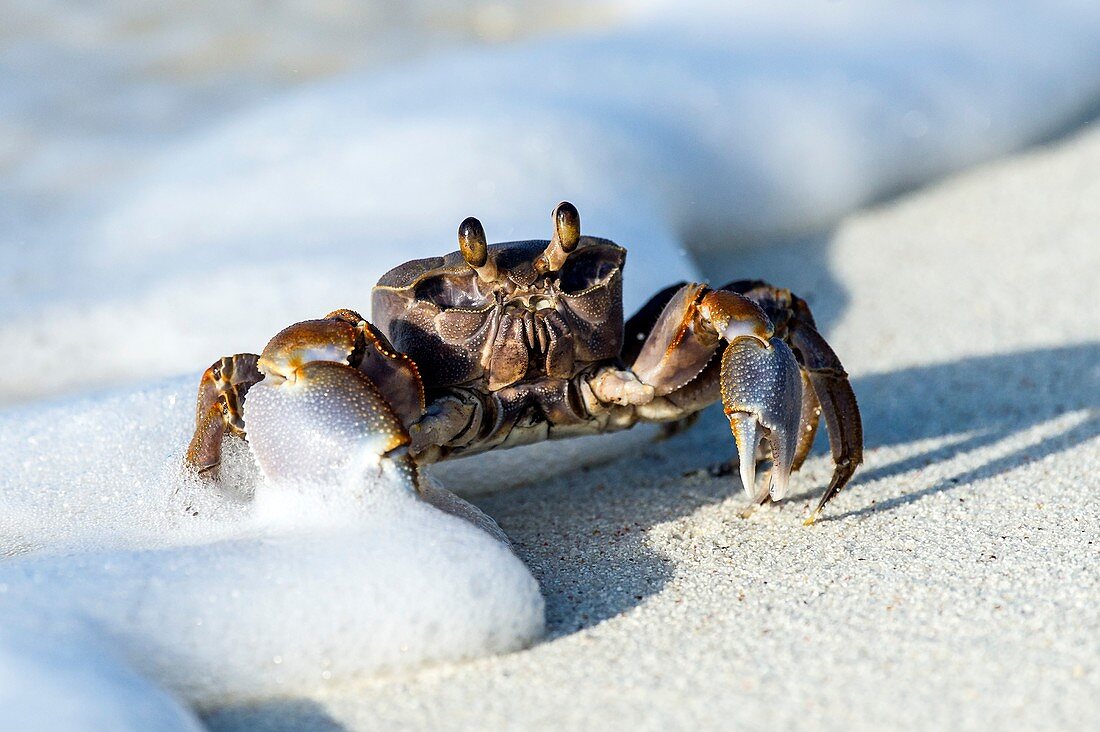 Ghost Crab in the foam line