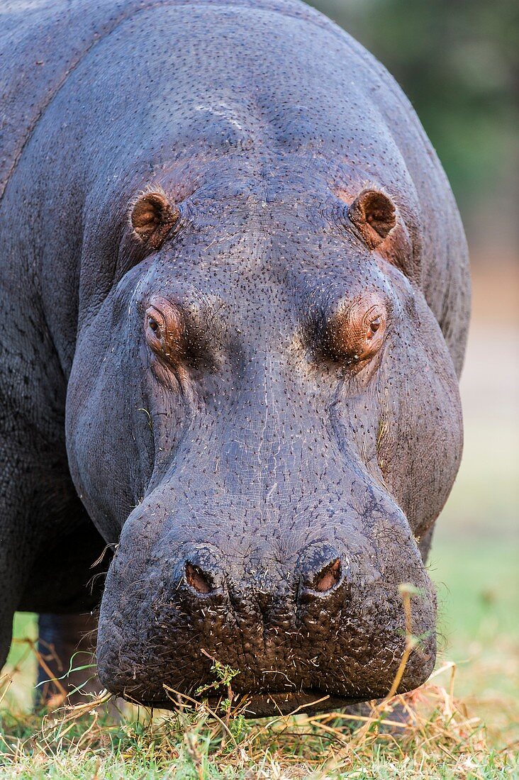 Hippo bull portrait