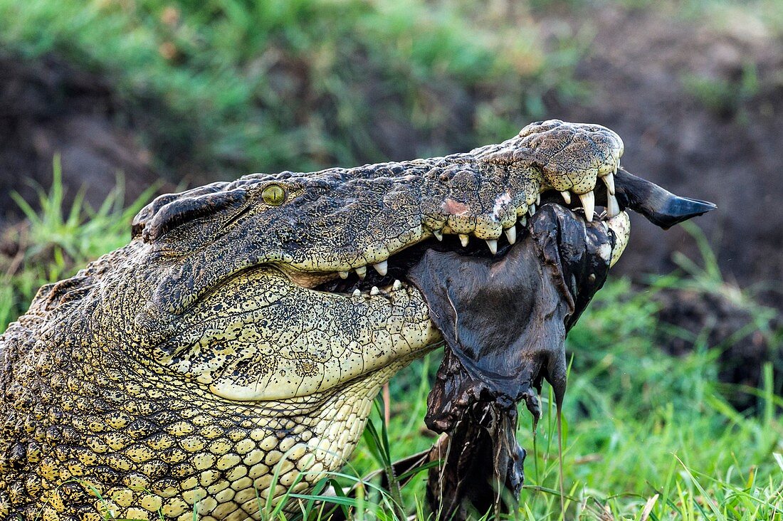 Nile Crocodile feeding on a carcass