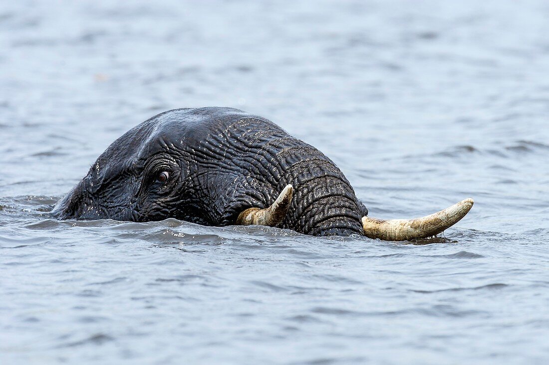 Swimming African Elephant