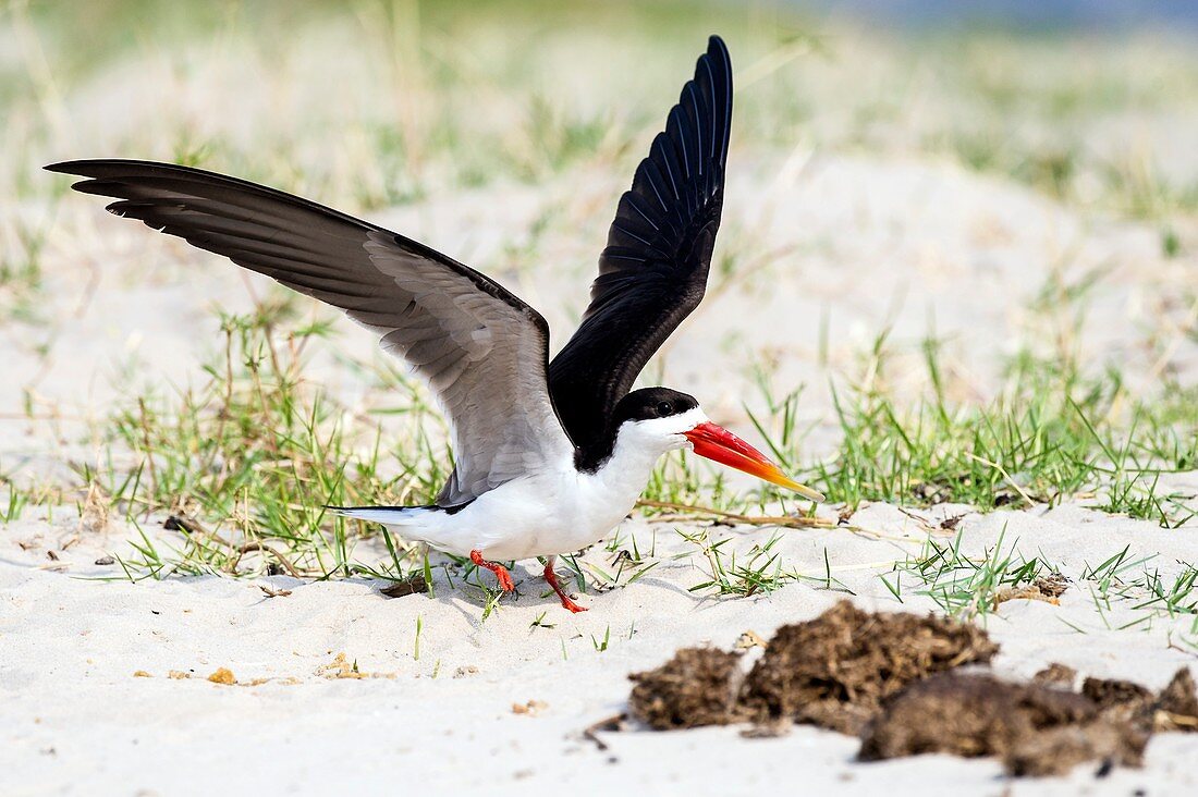 African Skimmer raises its wings