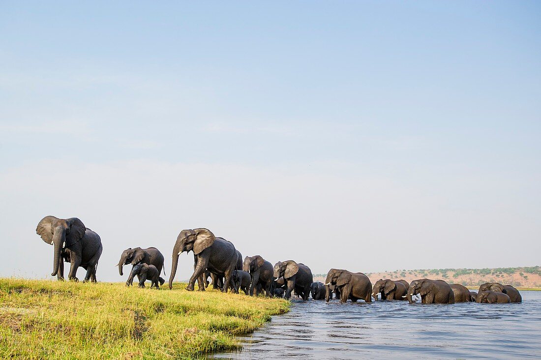A herd of African Elephants