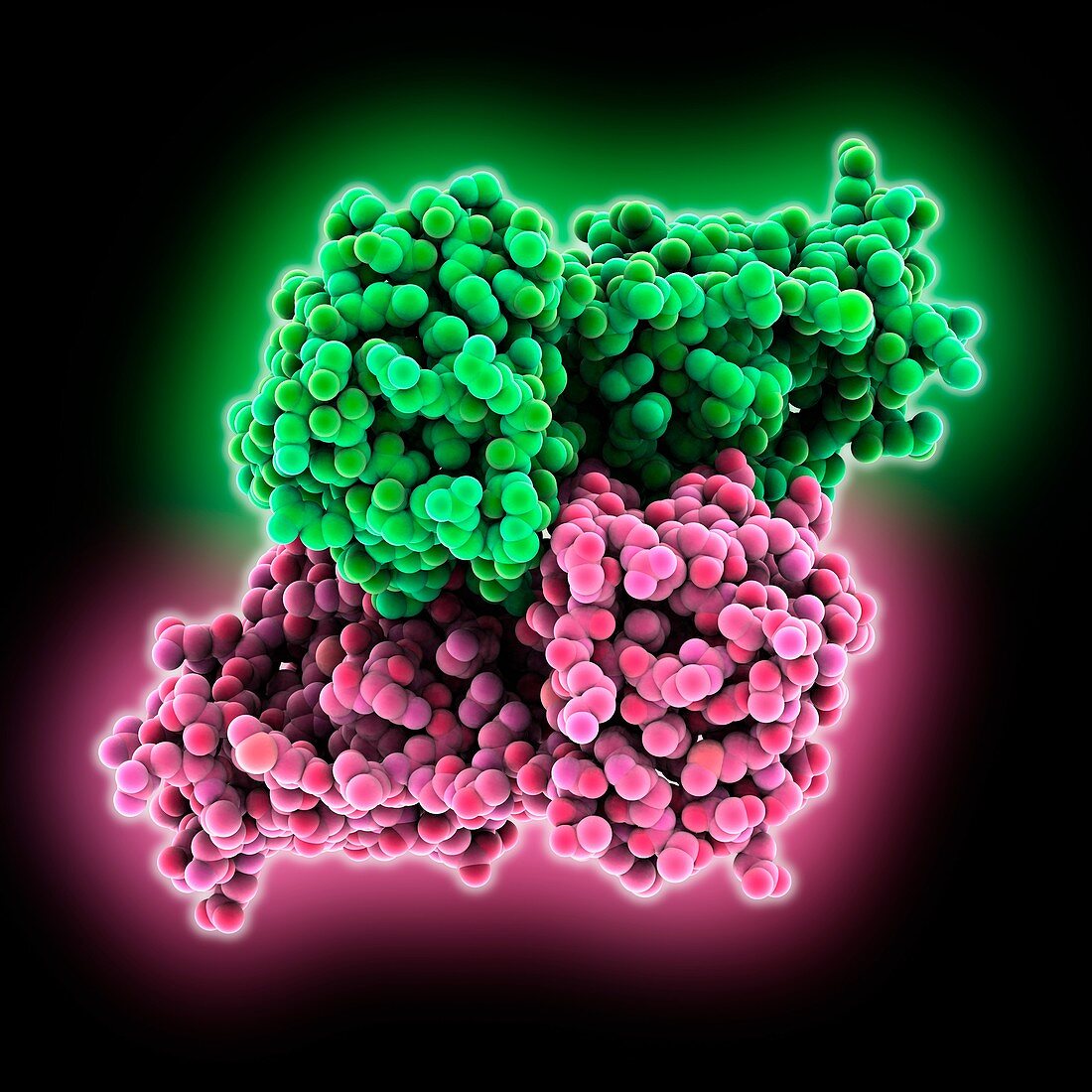 Viral main proteinase molecule