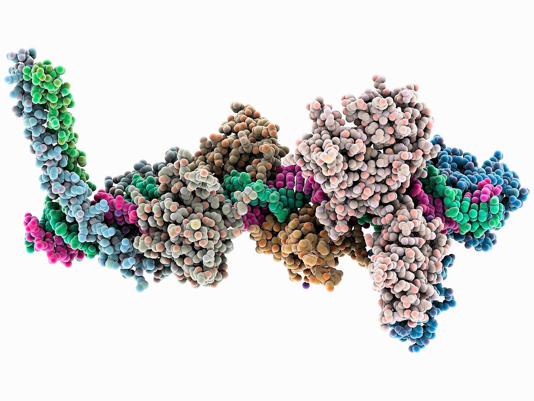 Transcription activation of IFN-beta gene