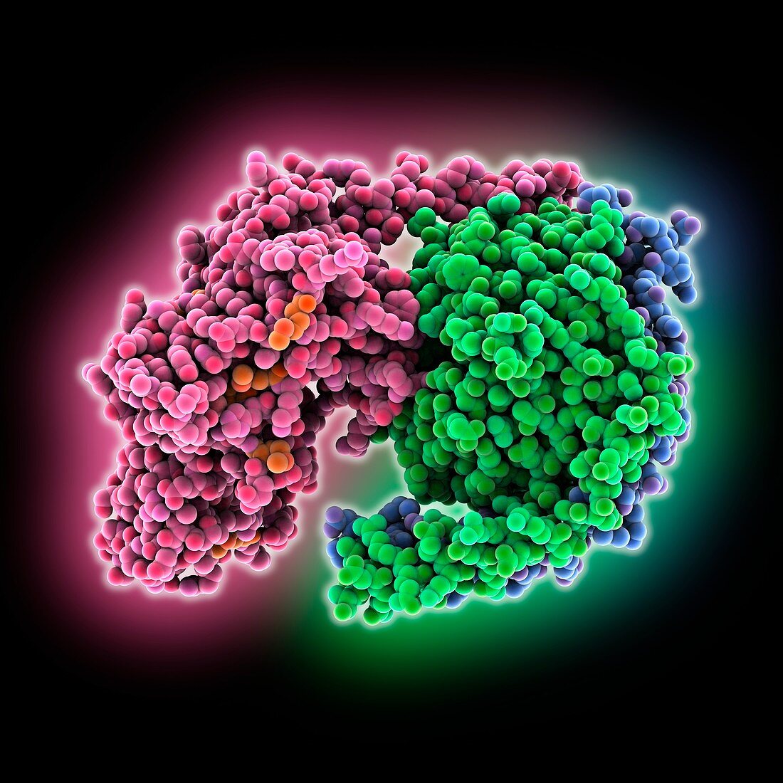 Heterotrimeric G protein molecule