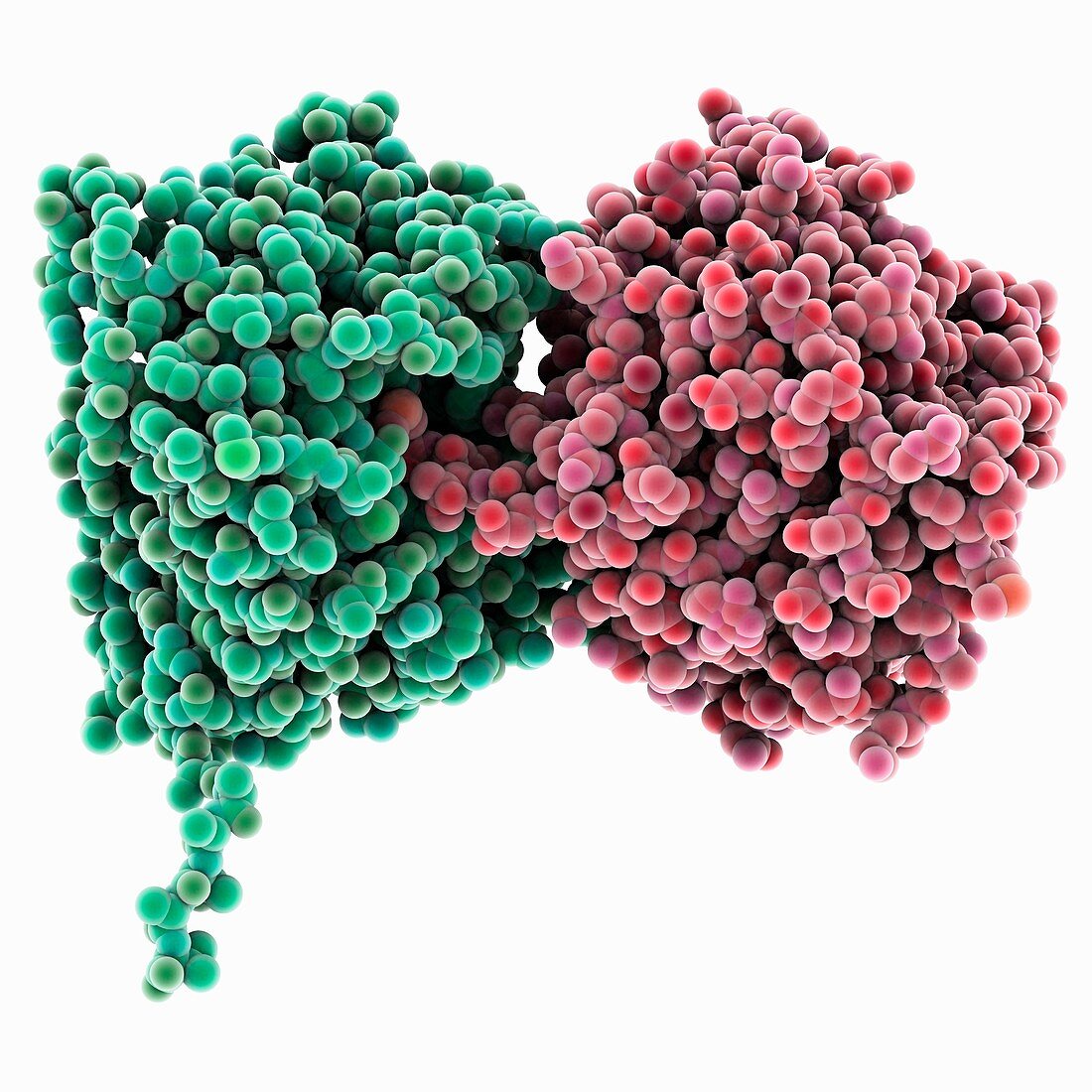 Methionine aminopeptidase molecule