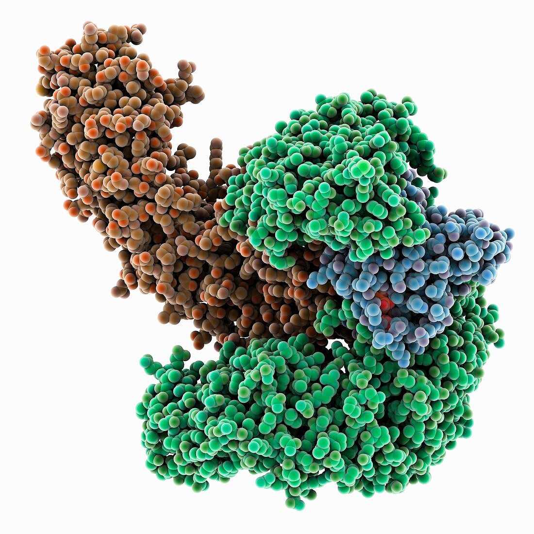 Nuclear transport complex molecule