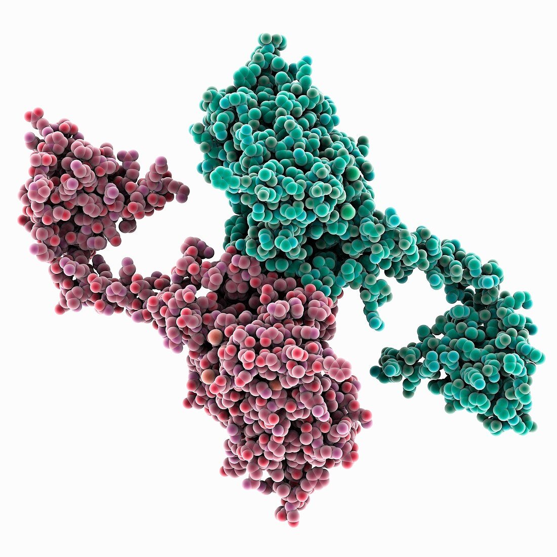 Poly(A)-specific ribonuclease molecule