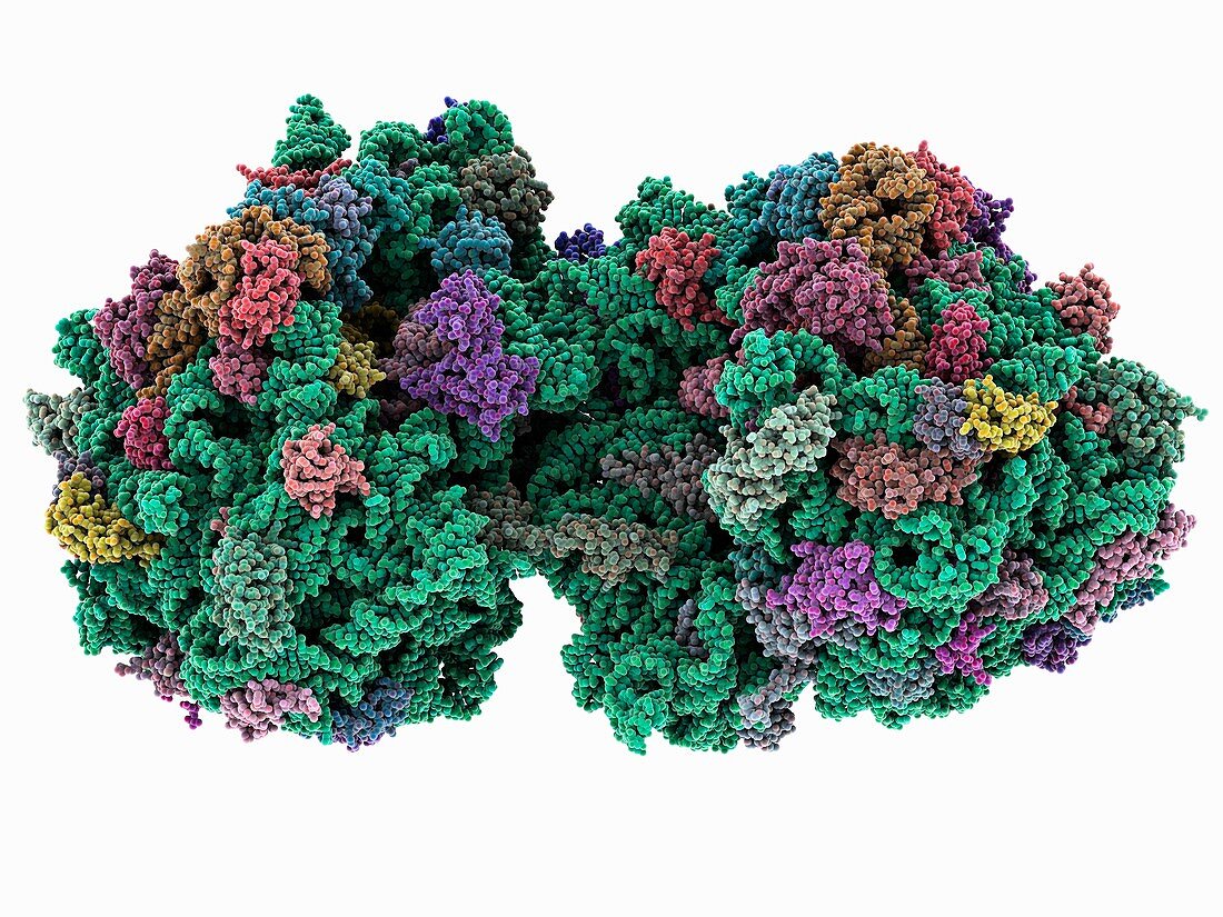 70S ribosome,molecular model