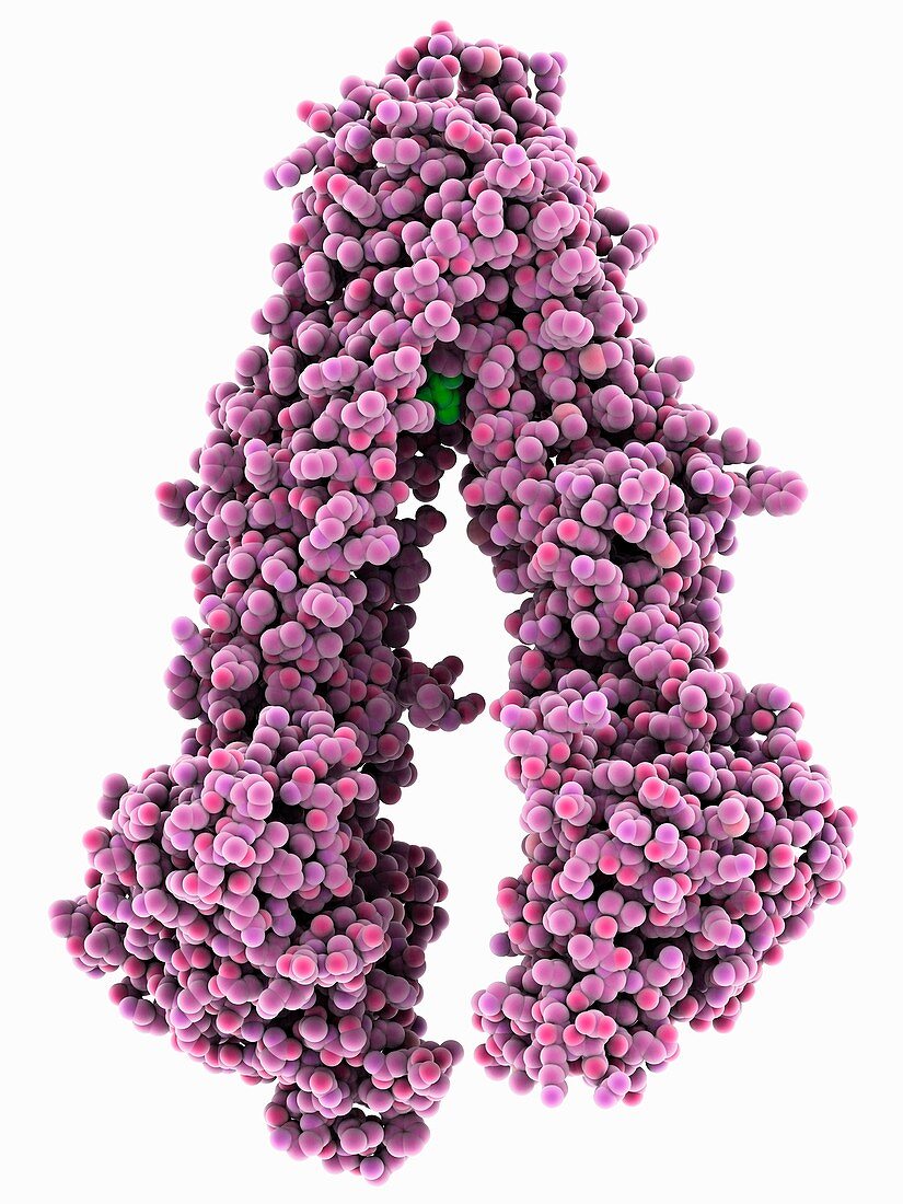 P-glycoprotein molecule