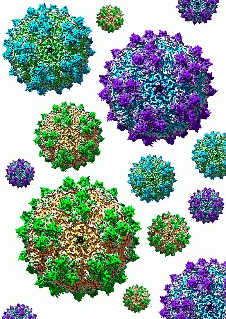 Adeno-associated viruses,illustration