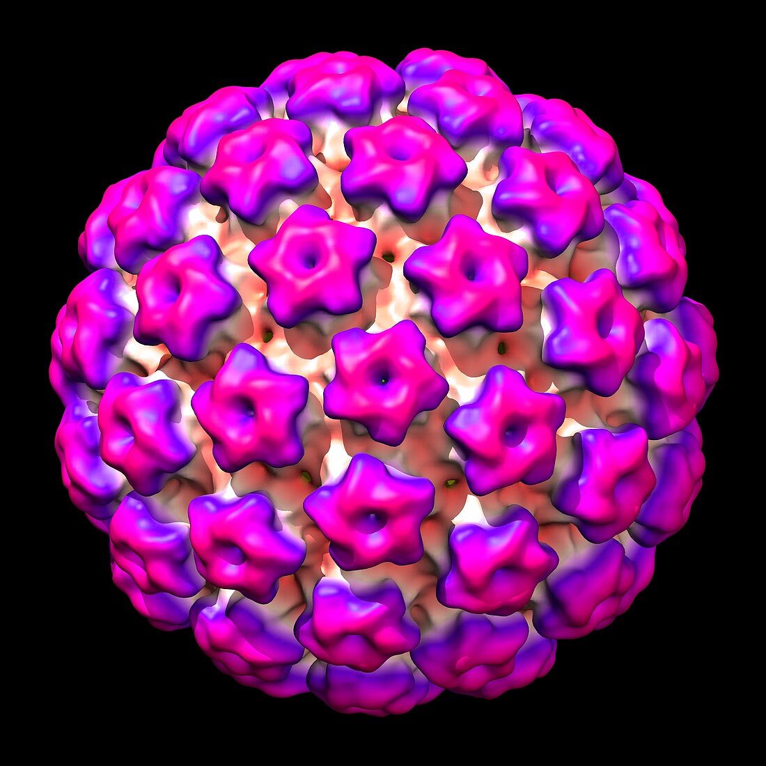 Human papilloma virus,illustration