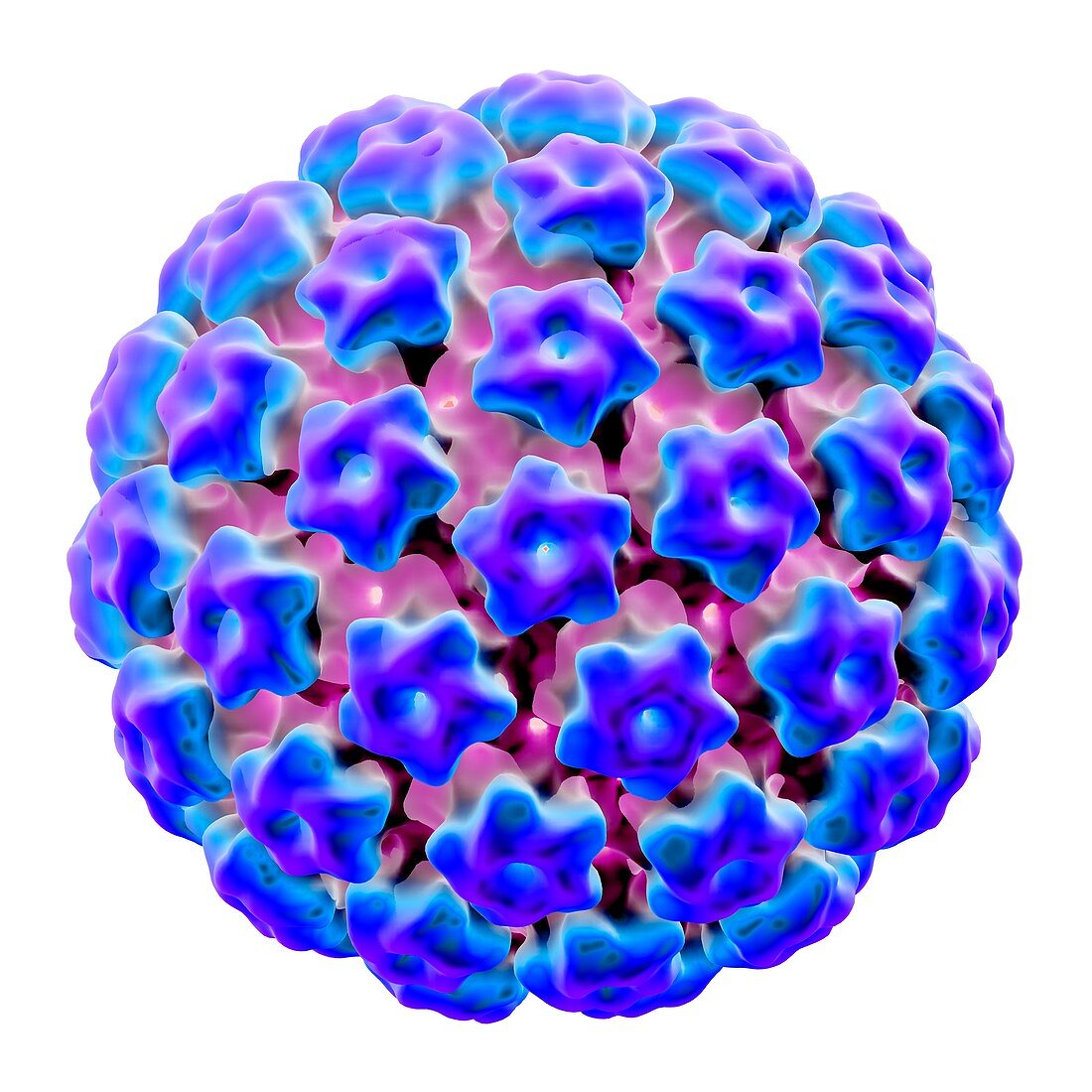 Human papilloma virus,illustration