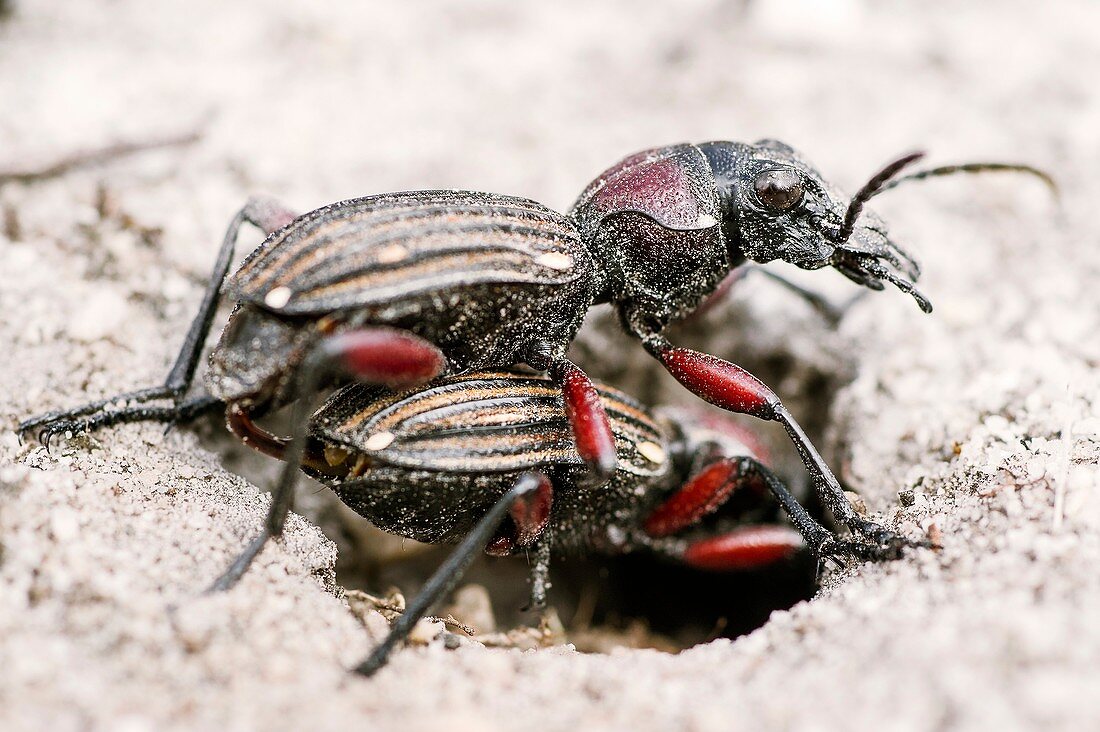 Mating Ten-spotted Ground Beetles