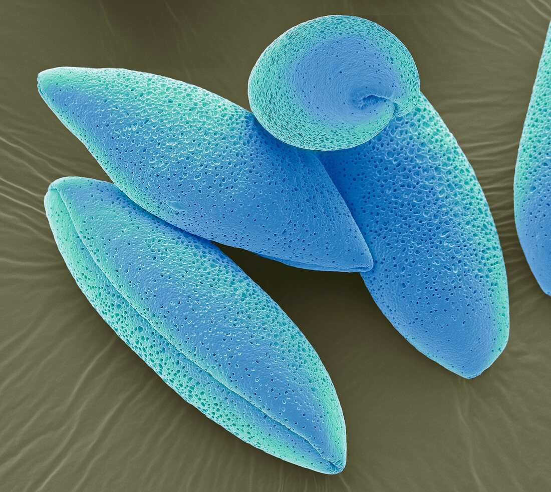 Bluebell pollen grains,SEM