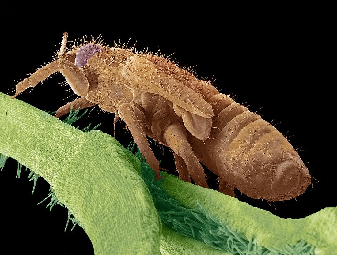 Boxwood psyllid larva,SEM