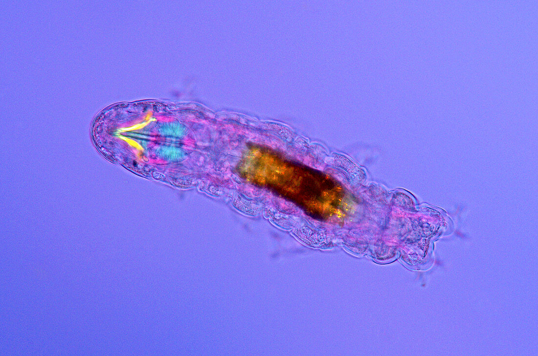 Tardigrade,light micrograph