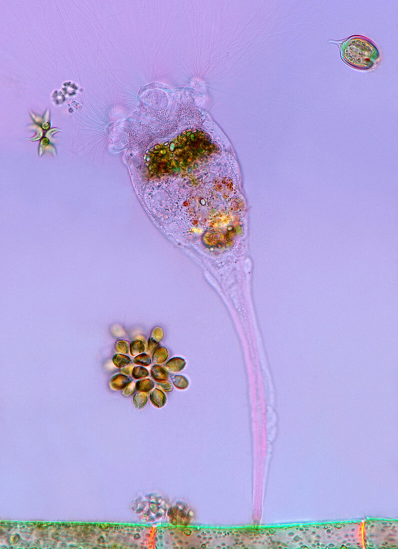 Rotifer,algae and protists,micrograph