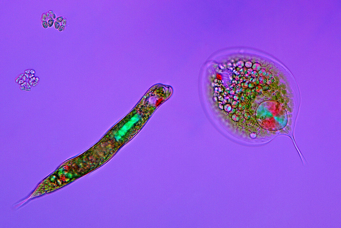 Flagellate protozoa,light micrograph