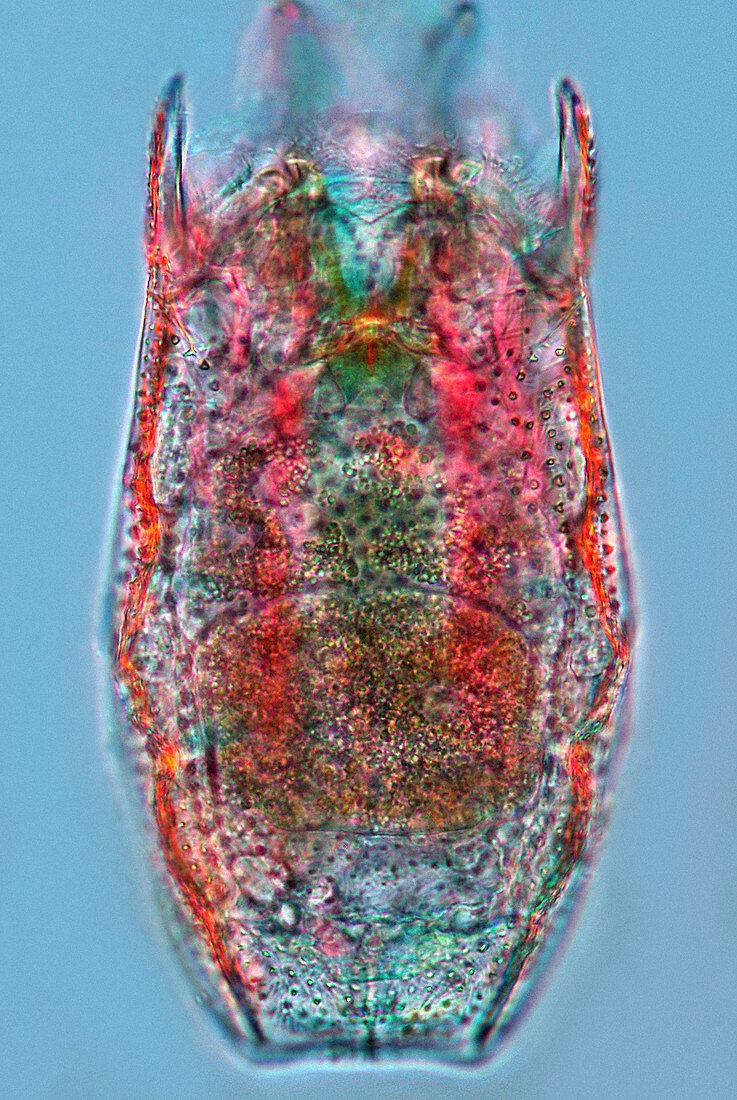 Keratella rotifer,light micrograph