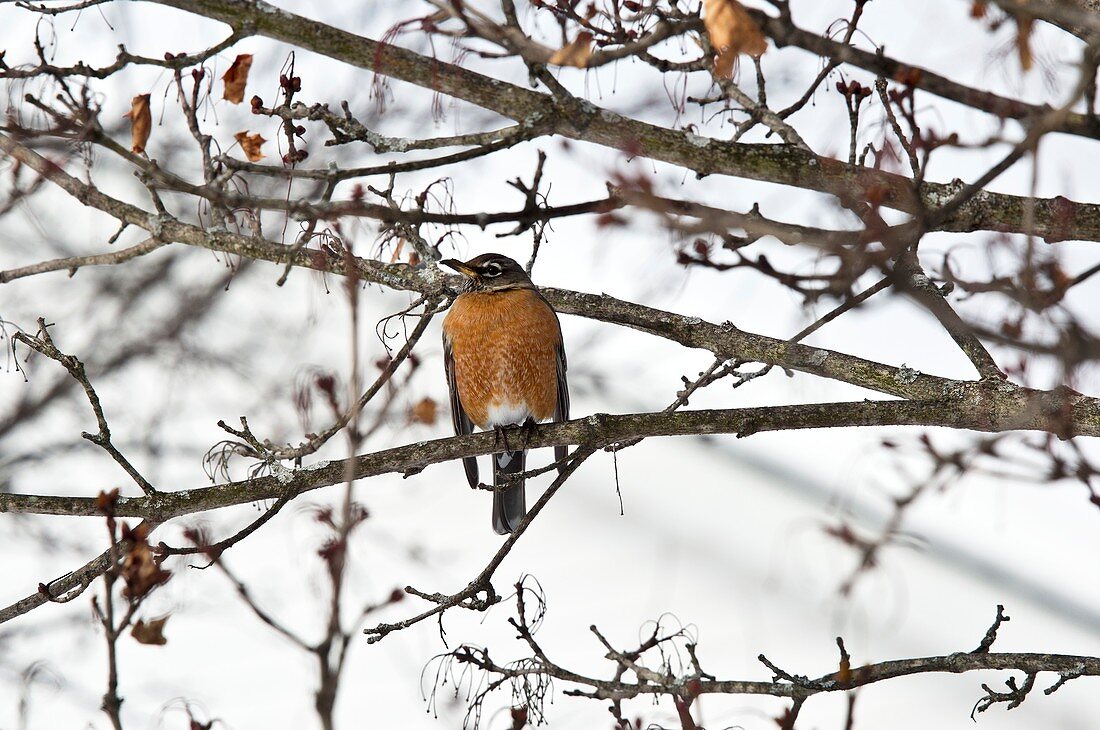 American robin in a tree