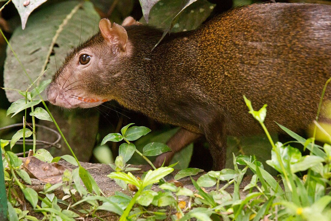 Red-rumped agouti foraging