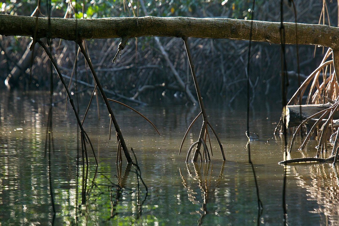 Red mangrove (Rhizophora mangle) roots