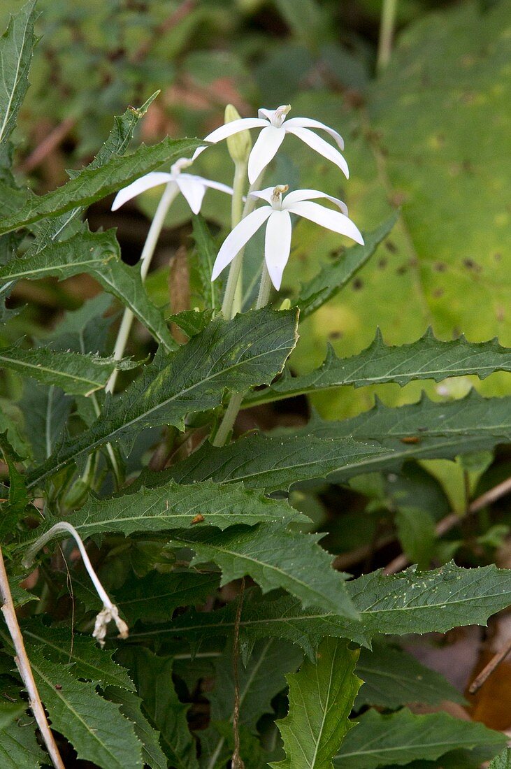 Star flower (Hippobroma longiflora)