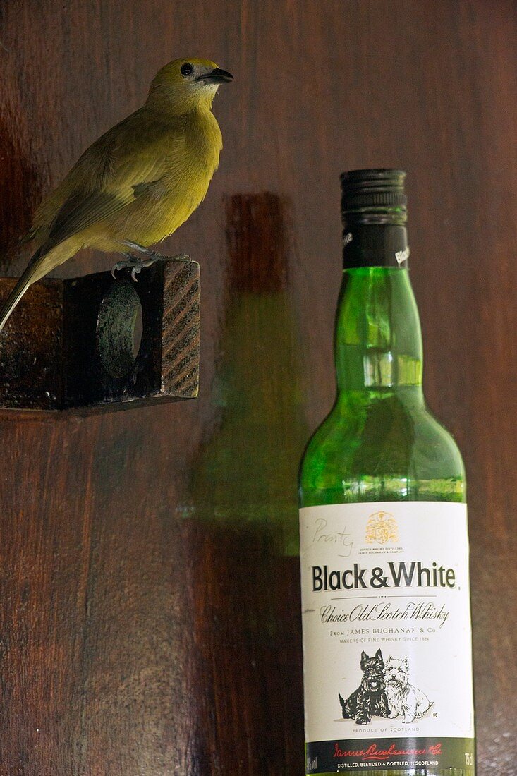 Palm tanager and whisky bottle