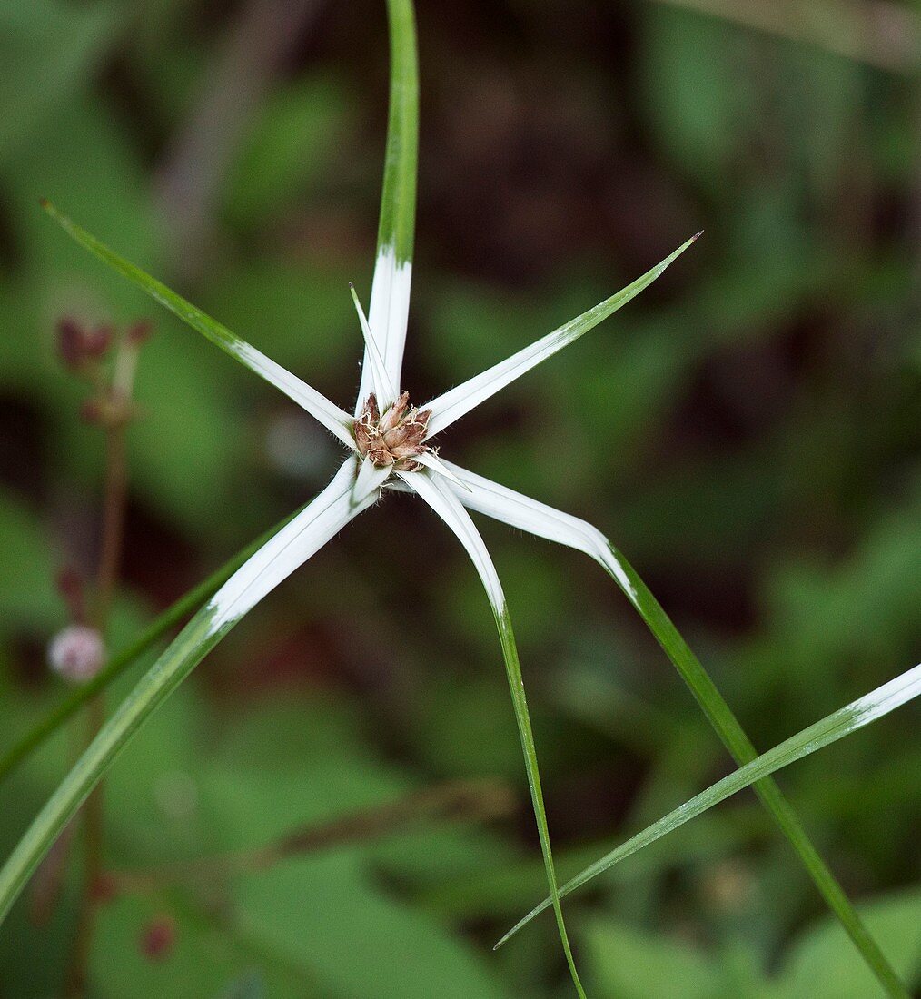 Star-grass (Rhynchospora nervosa) flower