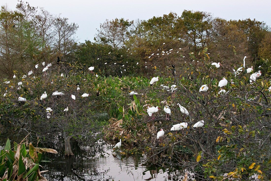 White ibis and egrets roosting
