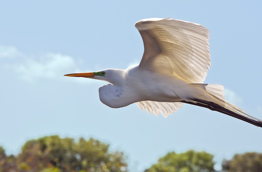 Great egret in flight