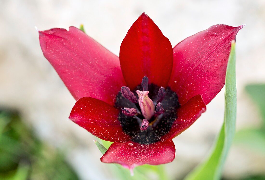 Cyprus tulip (Tulipa cypria) flower