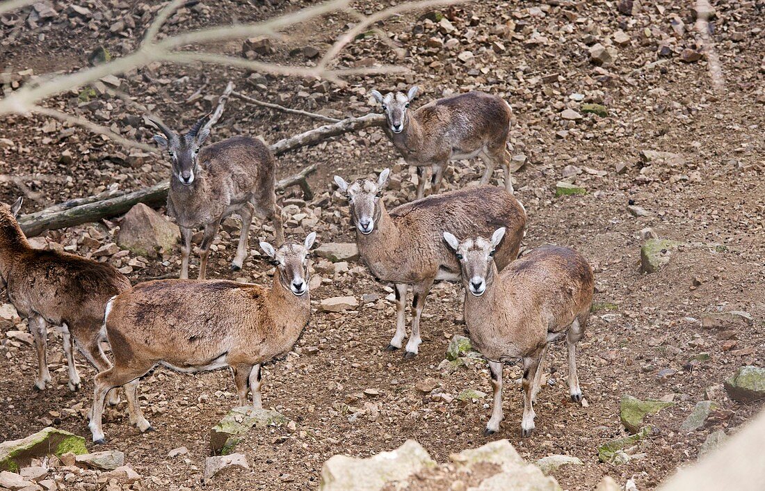 Cyprus mouflons