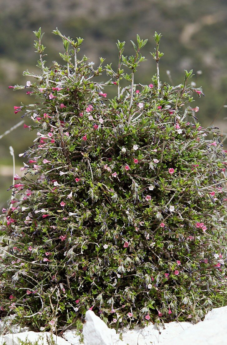 Lithodora hispidula versicolor in flower