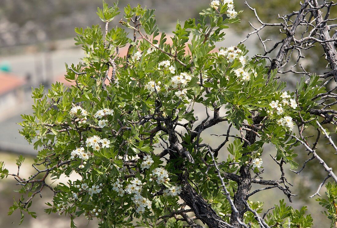 Azarole (Crataegus azarolus) in flower