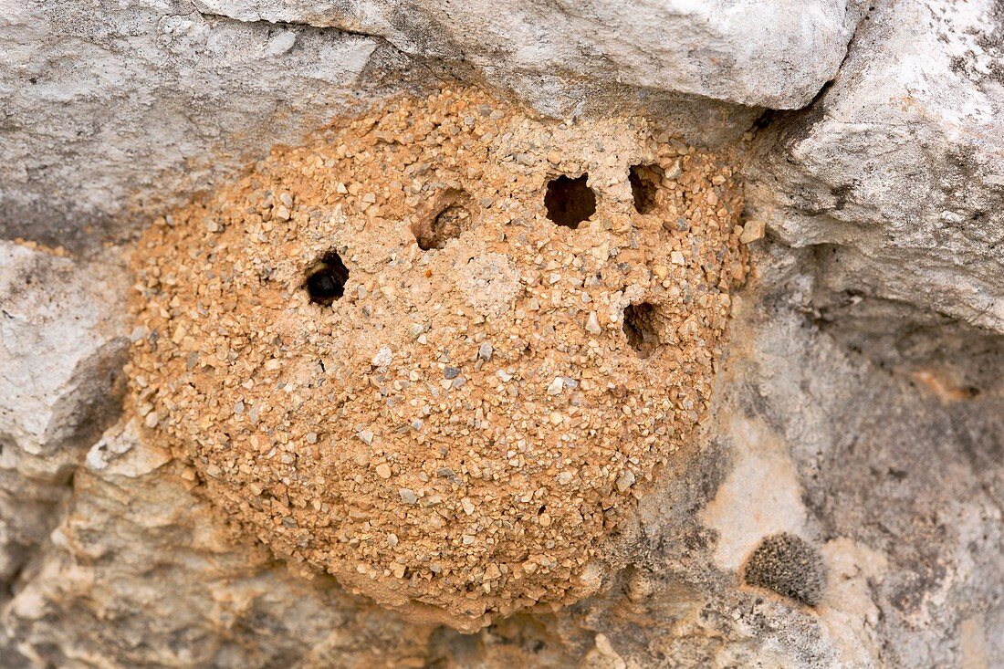 Mud bee nest