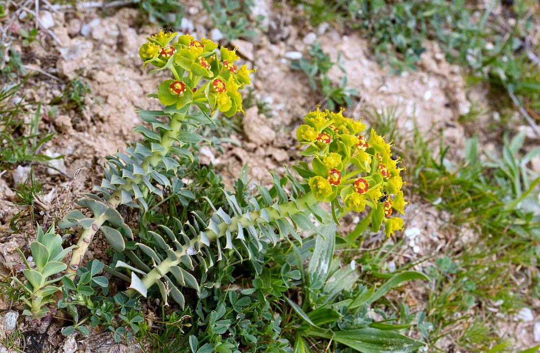 Myrtle spurge (Euphorbia myrsinites)