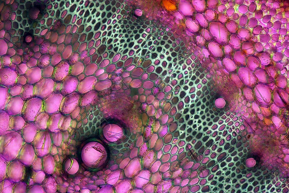 Forsythia sp. stalk,light micrograph