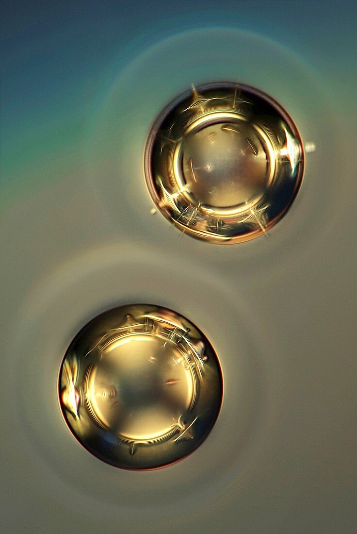 Air bubbles in liquid,light micrograph
