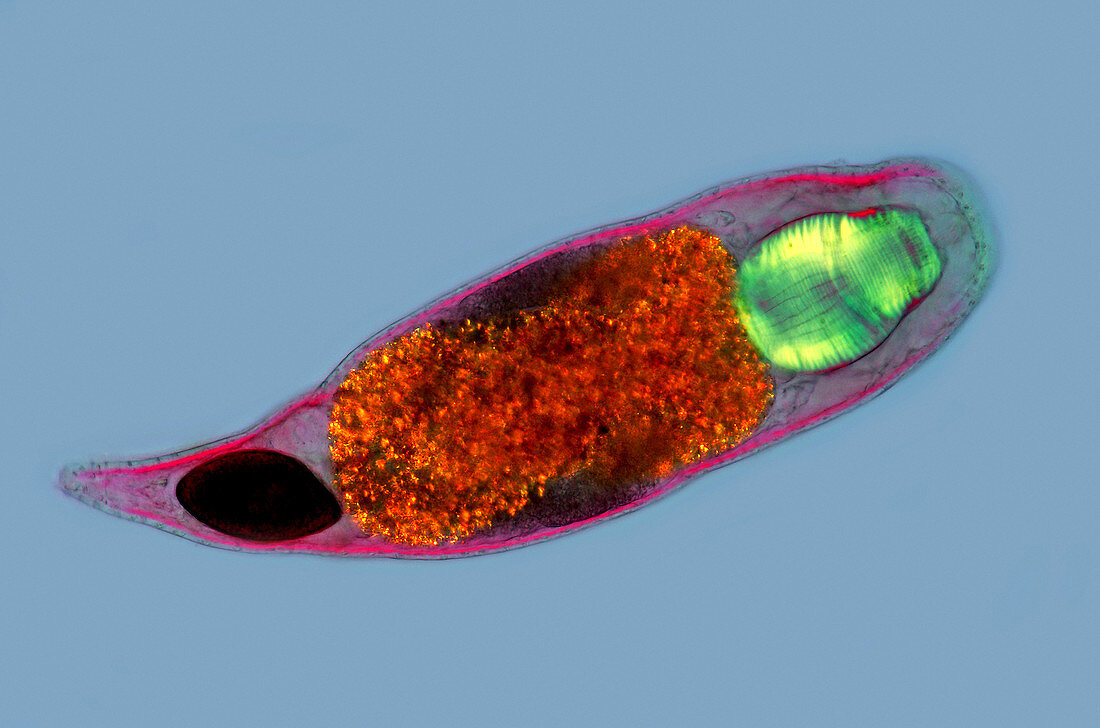 Turbellaria flatworm,light micrograph