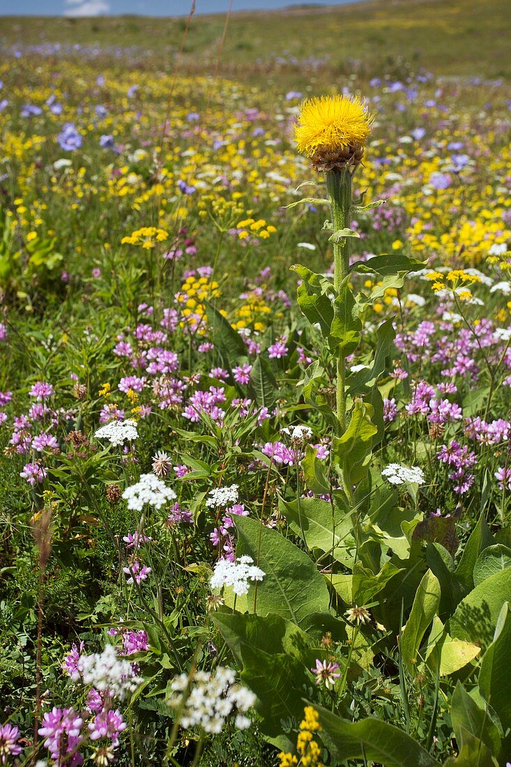 Knapweed (Centaurea macrocephala)