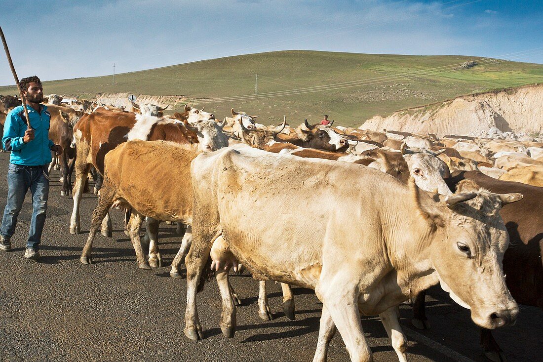Cattle herding,Turkey