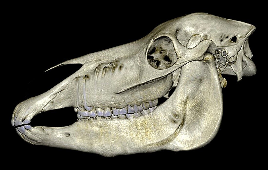 Horse's skull,3D CT scan
